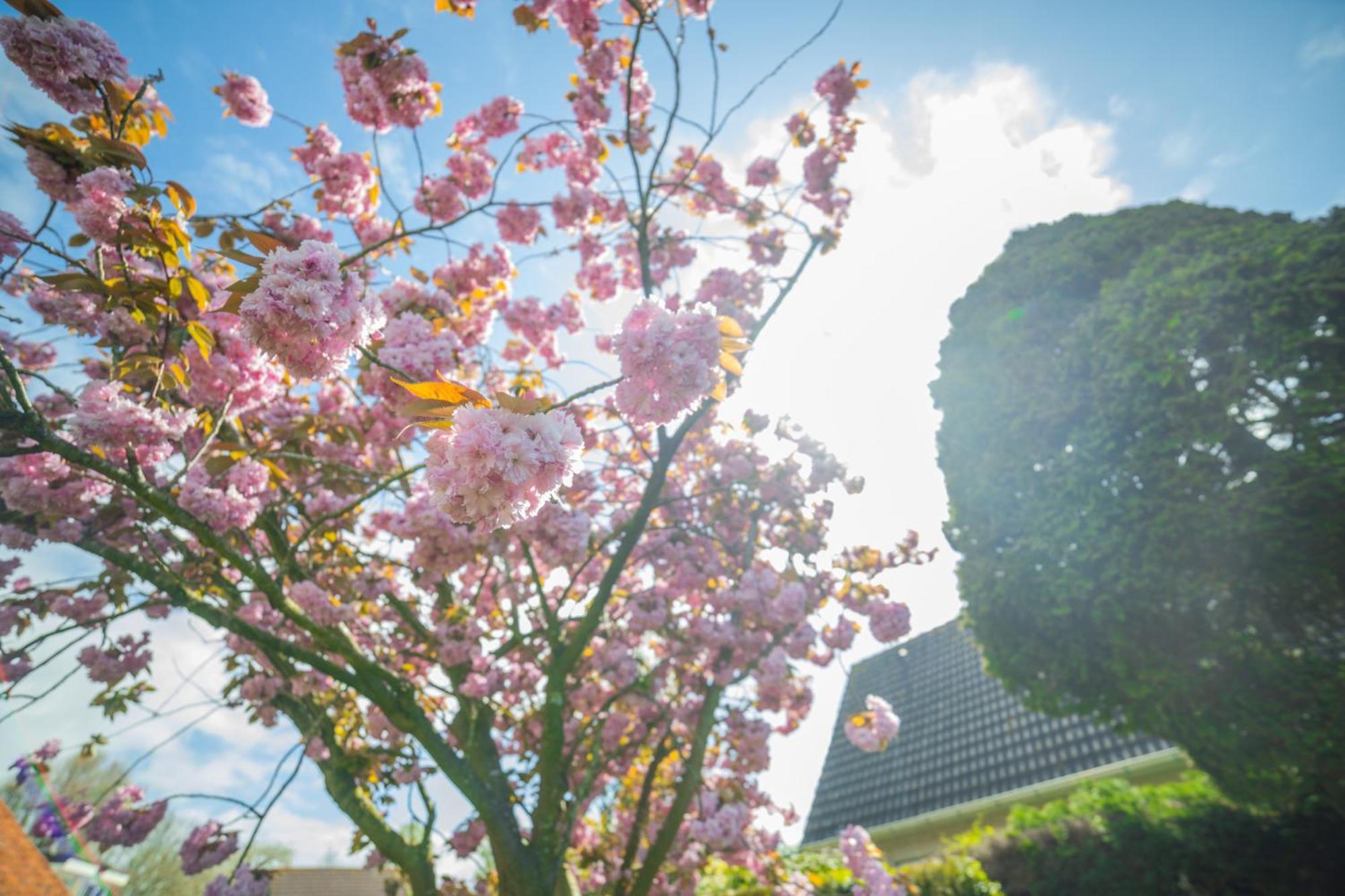 金雀花露营地 雷讷瑟 外观 照片
